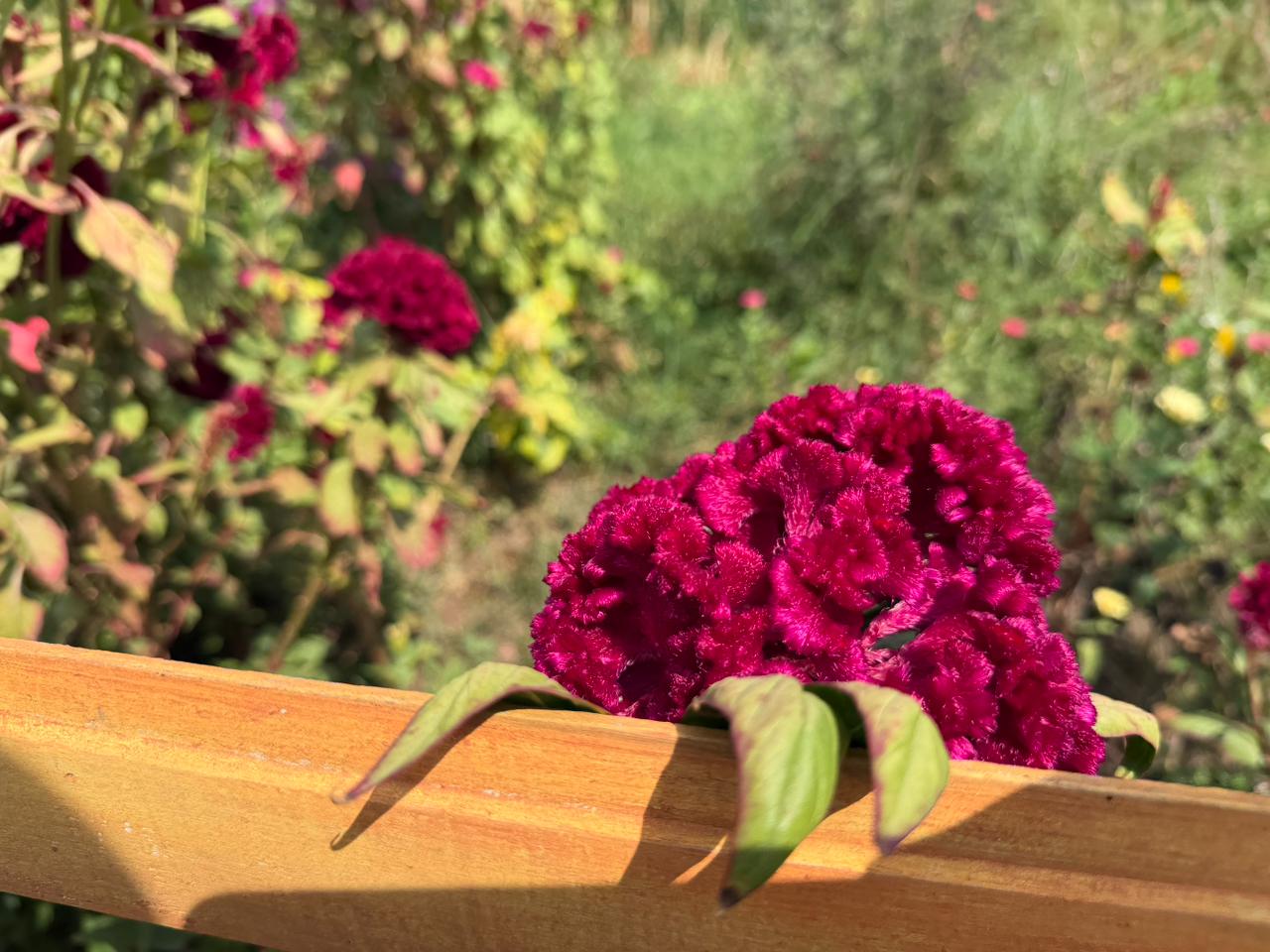 Corredores ecológicos y educación ambiental: la carrera que puede transformar el río Cali